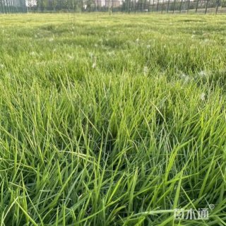 高度35厘米芒颖大麦草