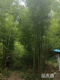 2公分竹子