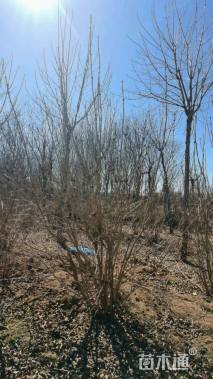 高度180厘米丛生丁香