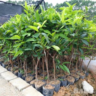 6公分莲雾