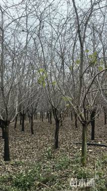 14公分垂丝海棠