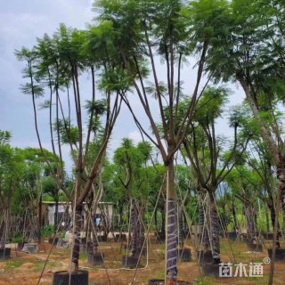 15公分蓝花楹