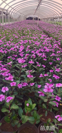 高度20厘米长春花