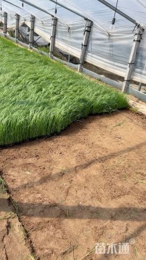 高度40厘米蒲苇