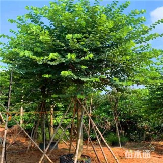 12公分洋紫荆