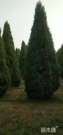 高度600厘米蜀桧