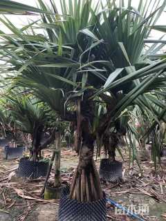 高度100厘米红刺林投