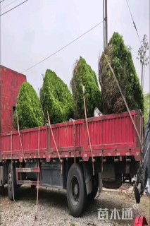 冠幅300厘米雀舌黄杨球