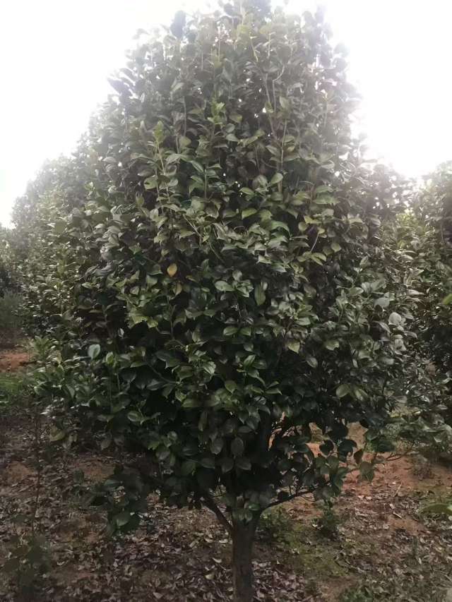 高度150厘米茶花
