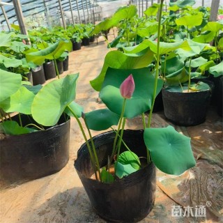 高度35厘米荷花