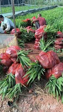 高度20厘米鸢尾