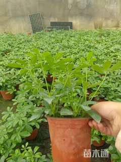 高度15厘米鸭脚木