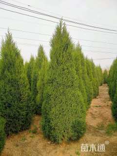 高度350厘米望都塔桧