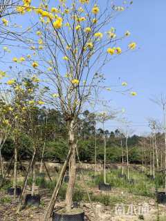 14公分黄花风铃木