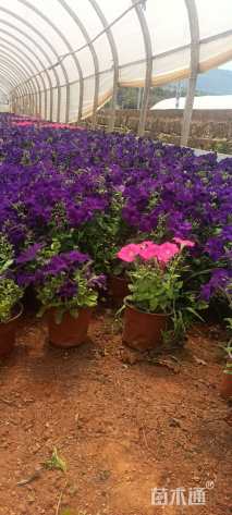 高度20厘米牵牛花