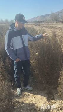 高度150厘米侧柏