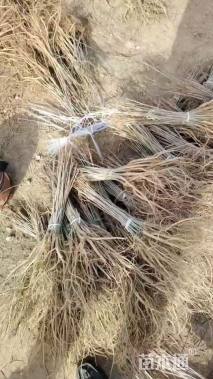 高度50厘米紫穗槐小苗