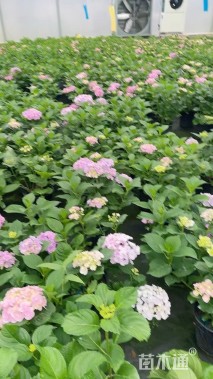 高度50厘米八仙花