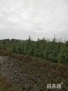 高度350厘米雪松