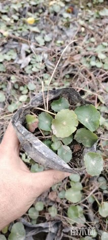 高度20厘米铜钱草