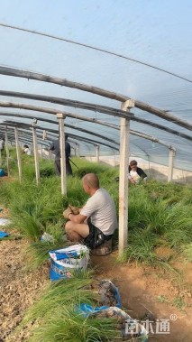 高度50厘米茭笋