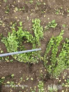 高度30厘米卫矛小苗