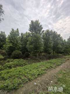 15公分美国红枫