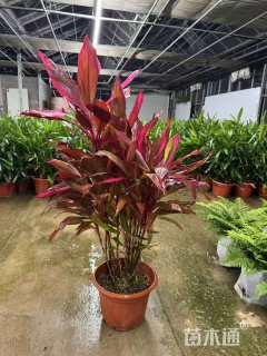 高度30厘米朱蕉