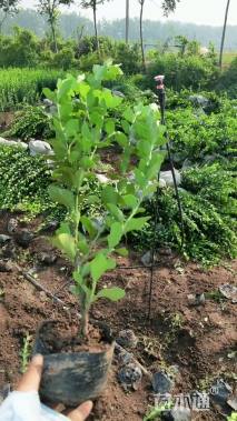 高度40厘米卫矛