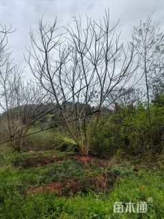 80公分(9杆)丛生蓝花楹