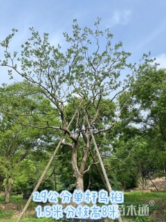 29公分乌桕