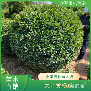 冠幅120厘米大叶黄杨球