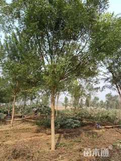 15公分速生国槐