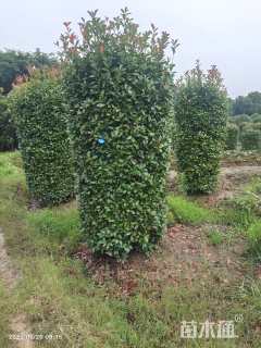 1公分石楠