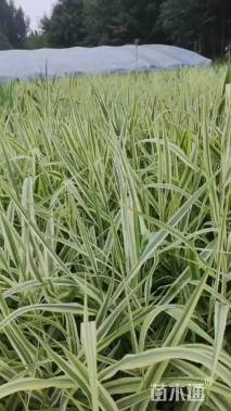 高度35厘米花叶芦竹