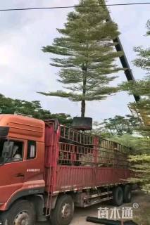 12公分锦叶榄仁