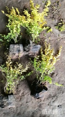 大杯苗亮晶女贞小苗