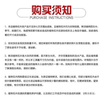 高度10厘米月季小苗