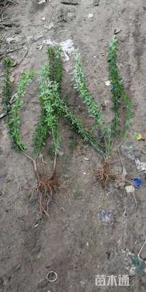 高度40厘米迎春花