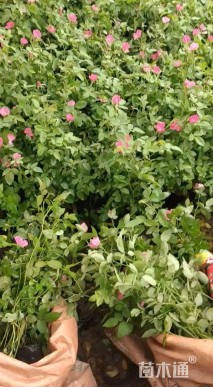 高度30厘米粉花绣线菊