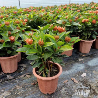 高度35厘米龙船花