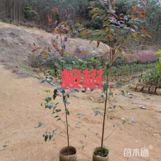 0.5公分桉树