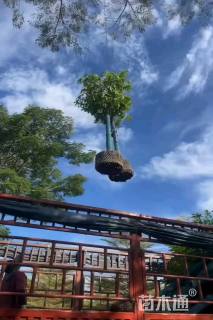 10公分澳洲火焰木