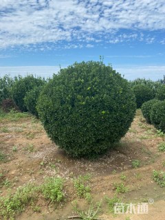 冠幅220厘米大叶黄杨球