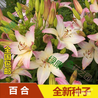 百合种子
