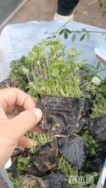 高度10厘米蛇莓