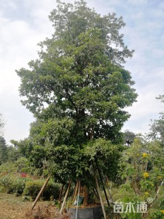 60公分尖叶杜英