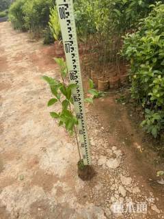 高度80厘米铁冬青小苗