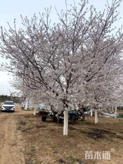 12公分染井吉野樱