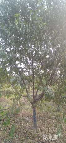 10公分青叶碧桃